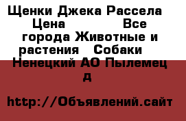 Щенки Джека Рассела › Цена ­ 10 000 - Все города Животные и растения » Собаки   . Ненецкий АО,Пылемец д.